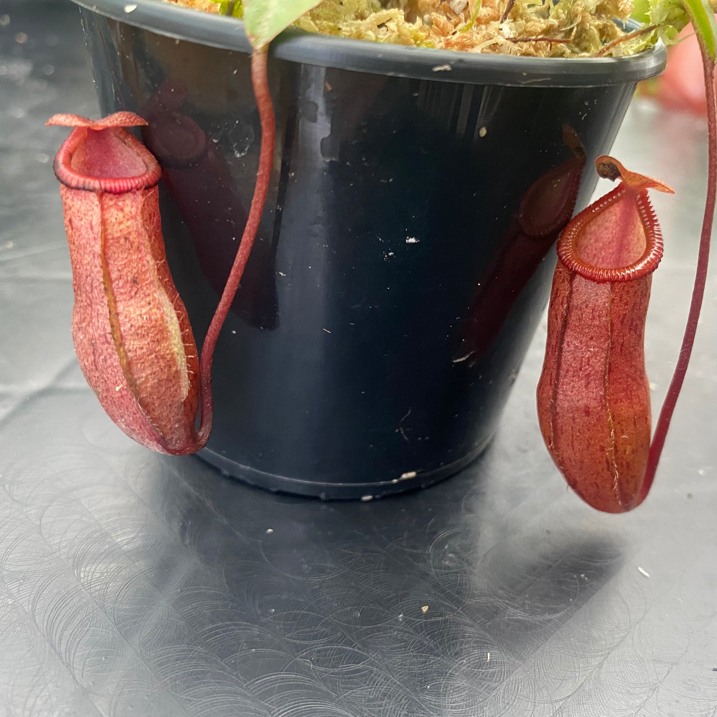 Nepenthes ventricosa x mira "Binky"