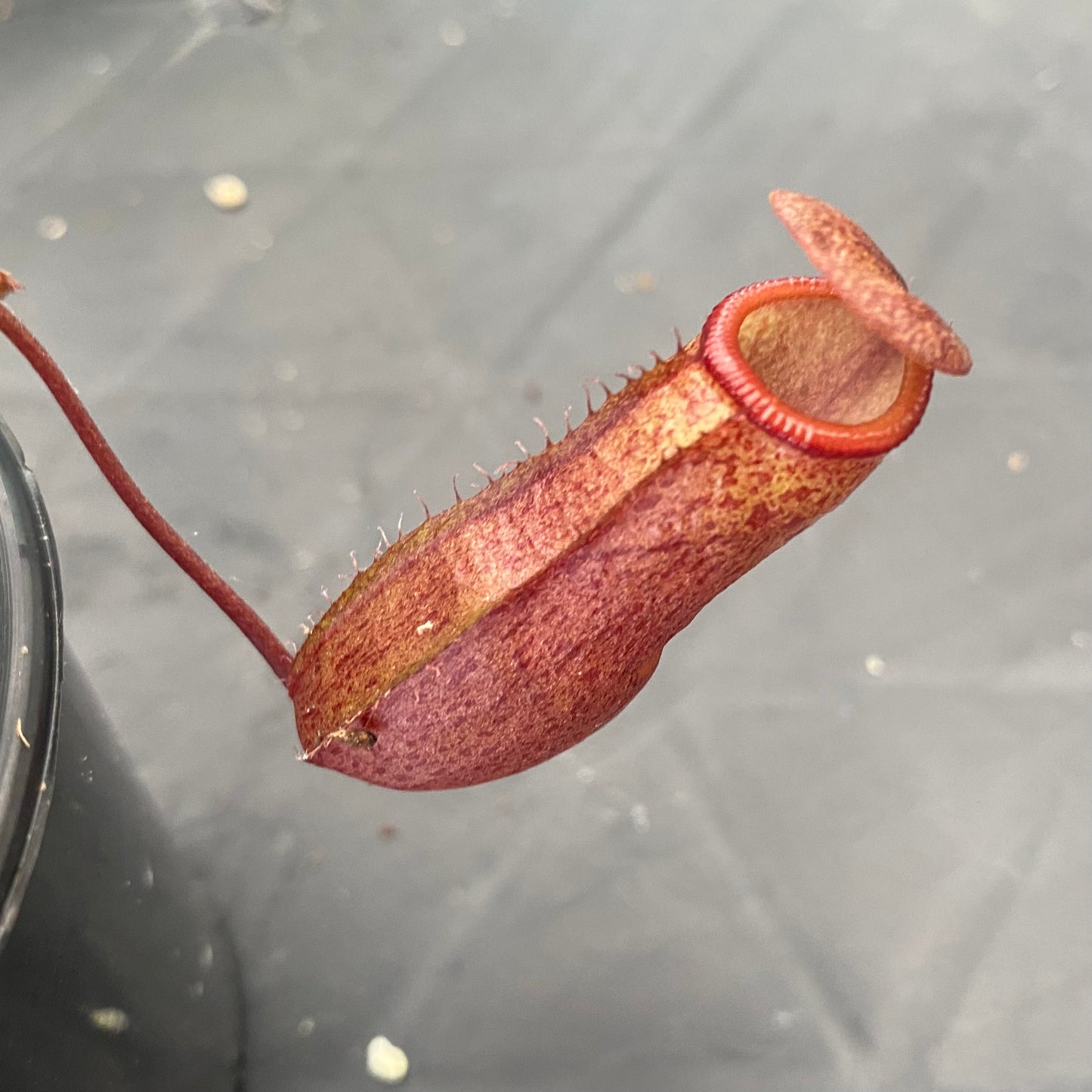 Nepenthes ventricosa x mira "Binky"