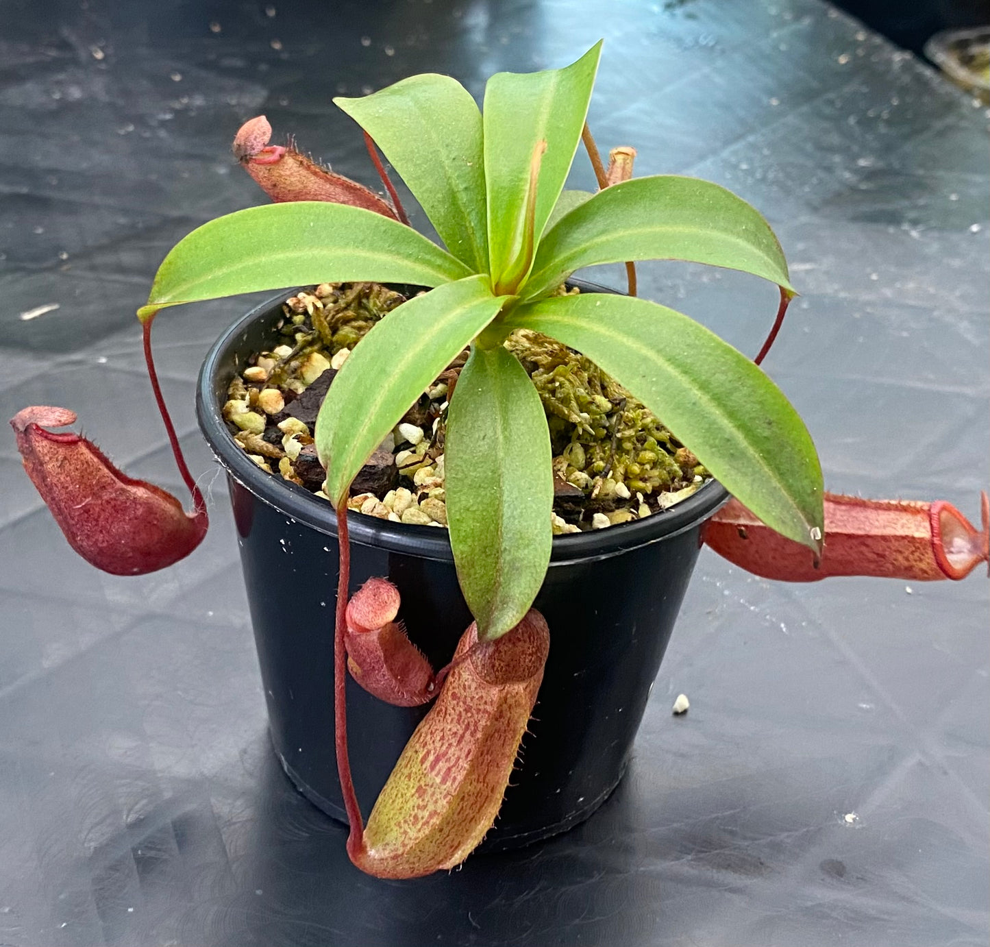 Nepenthes ventricosa x mira "Binky"