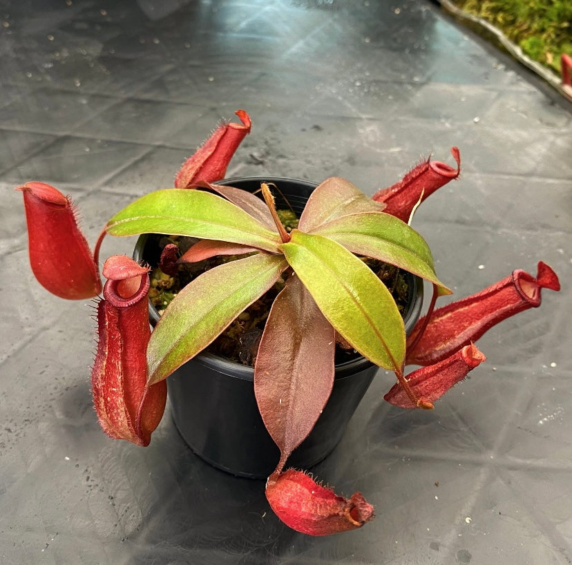 Nepenthes ampullaria x ventricosa "Bloody Mary”