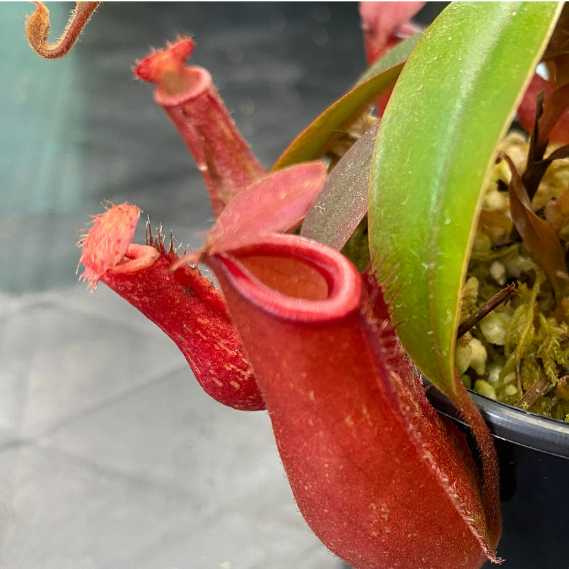 Nepenthes ampullaria x ventricosa "Bloody Mary”