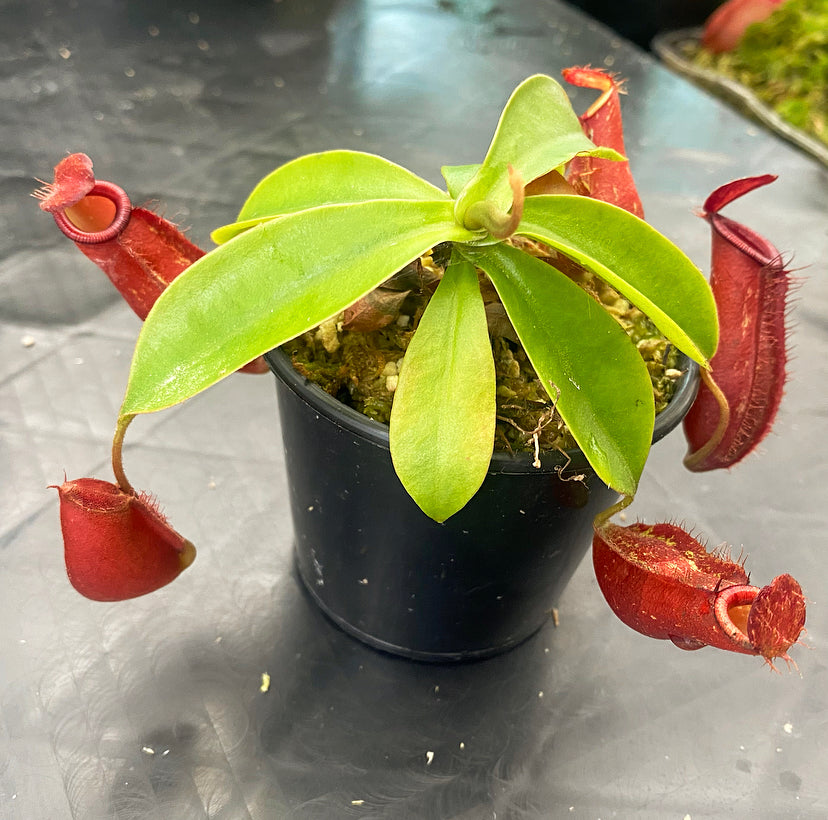 Nepenthes ampullaria x (sibuyanensis x ventricosa) ‘Diana’