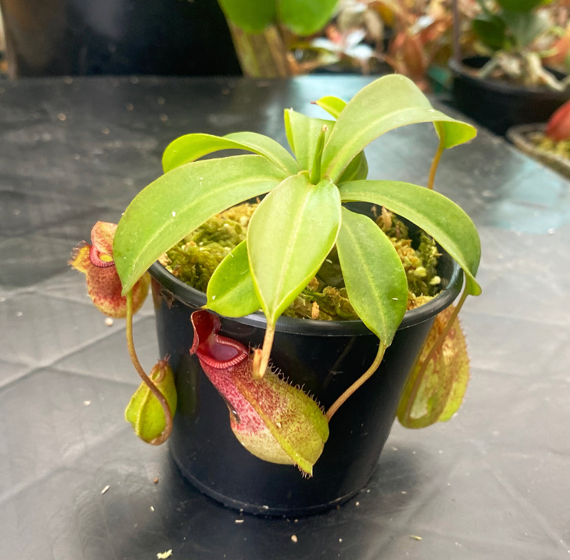 Nepenthes ventricosa x (maxima x talangensis) ‘Mimi's Kiss’