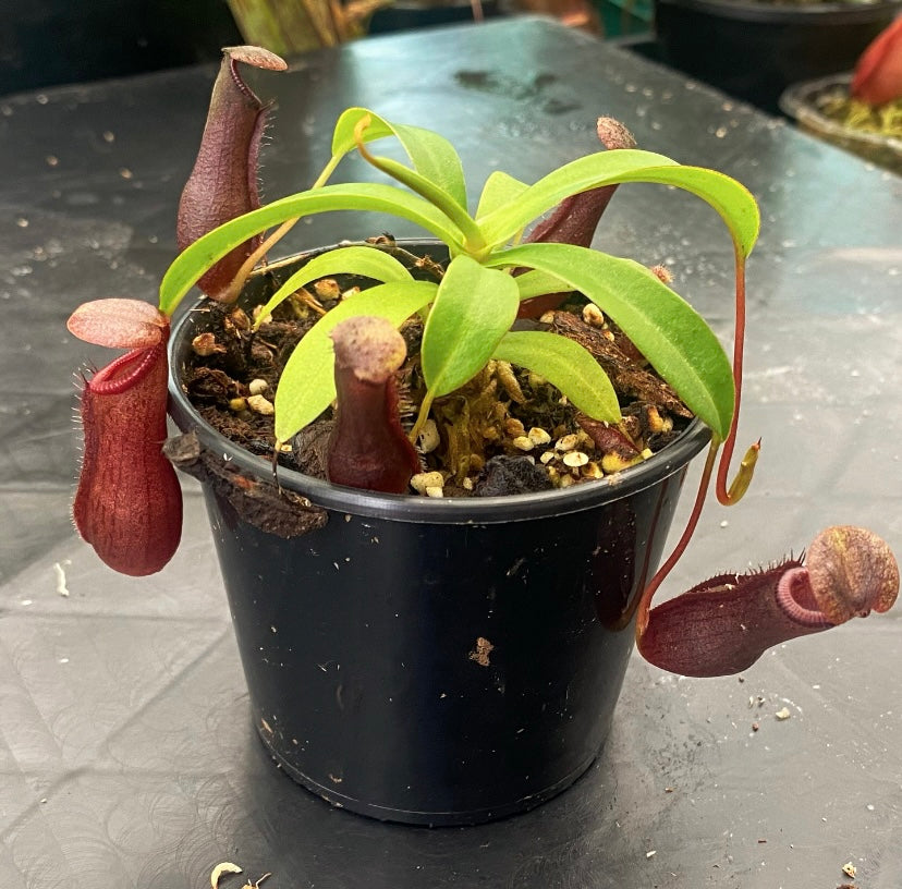 Nepenthes singalana x ventricosa 'Bill Bailey'