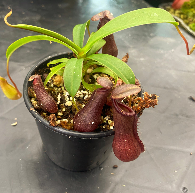 Nepenthes singalana x ventricosa 'Bill Bailey'