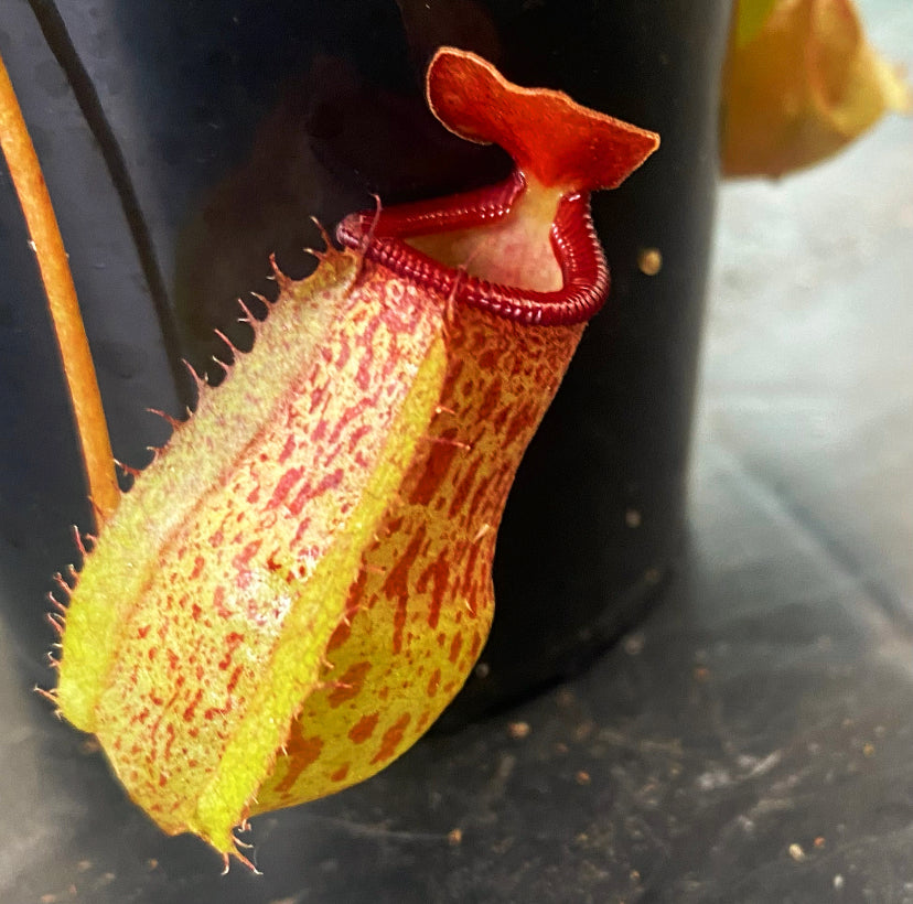 Nepenthes ventricosa x (maxima x talangensis) ‘Mimi's Kiss’