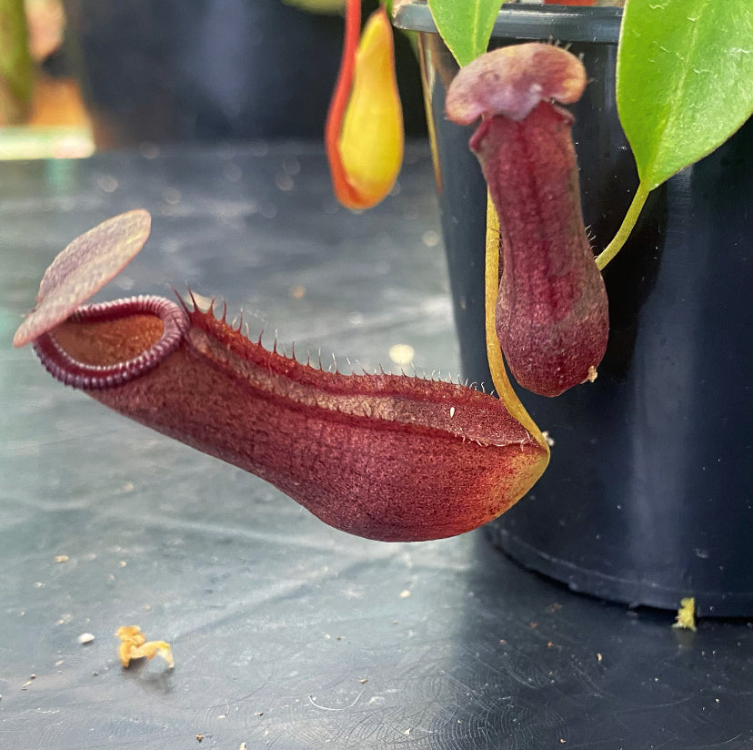 Nepenthes singalana x ventricosa 'Bill Bailey'