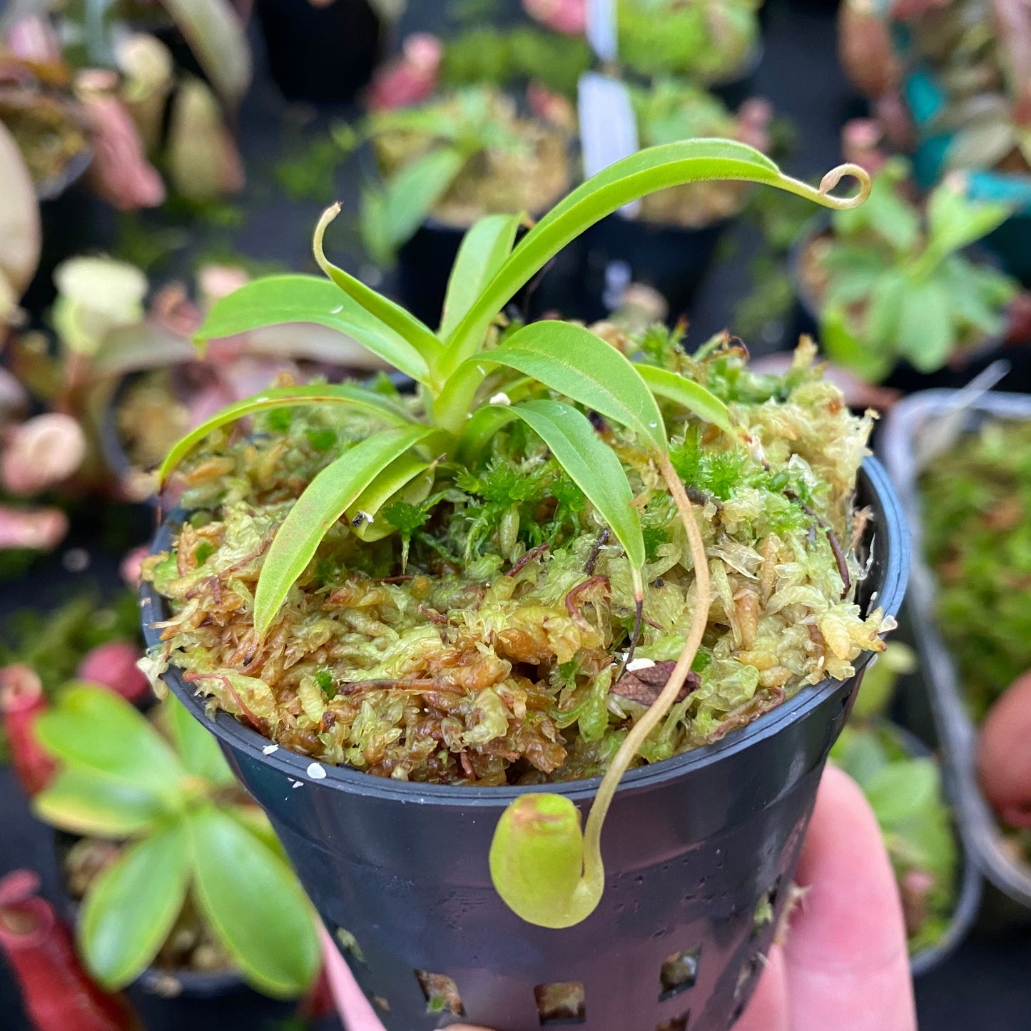 Nepenthes jacquelineae BE-3874