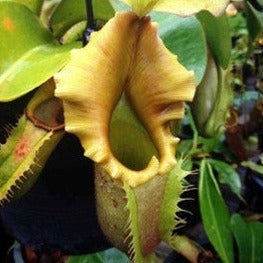 Nepenthes veitchii Bario Gold SG