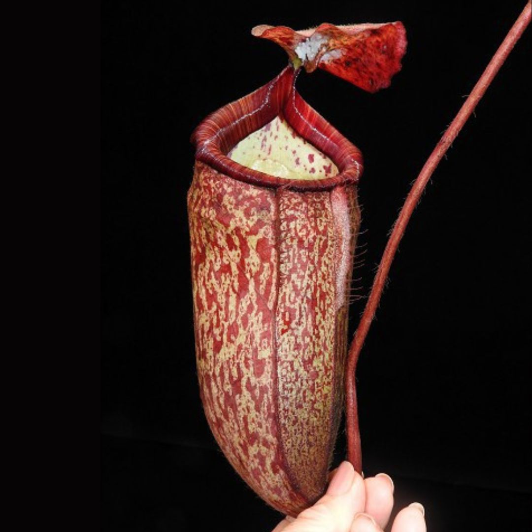 Nepenthes peltata