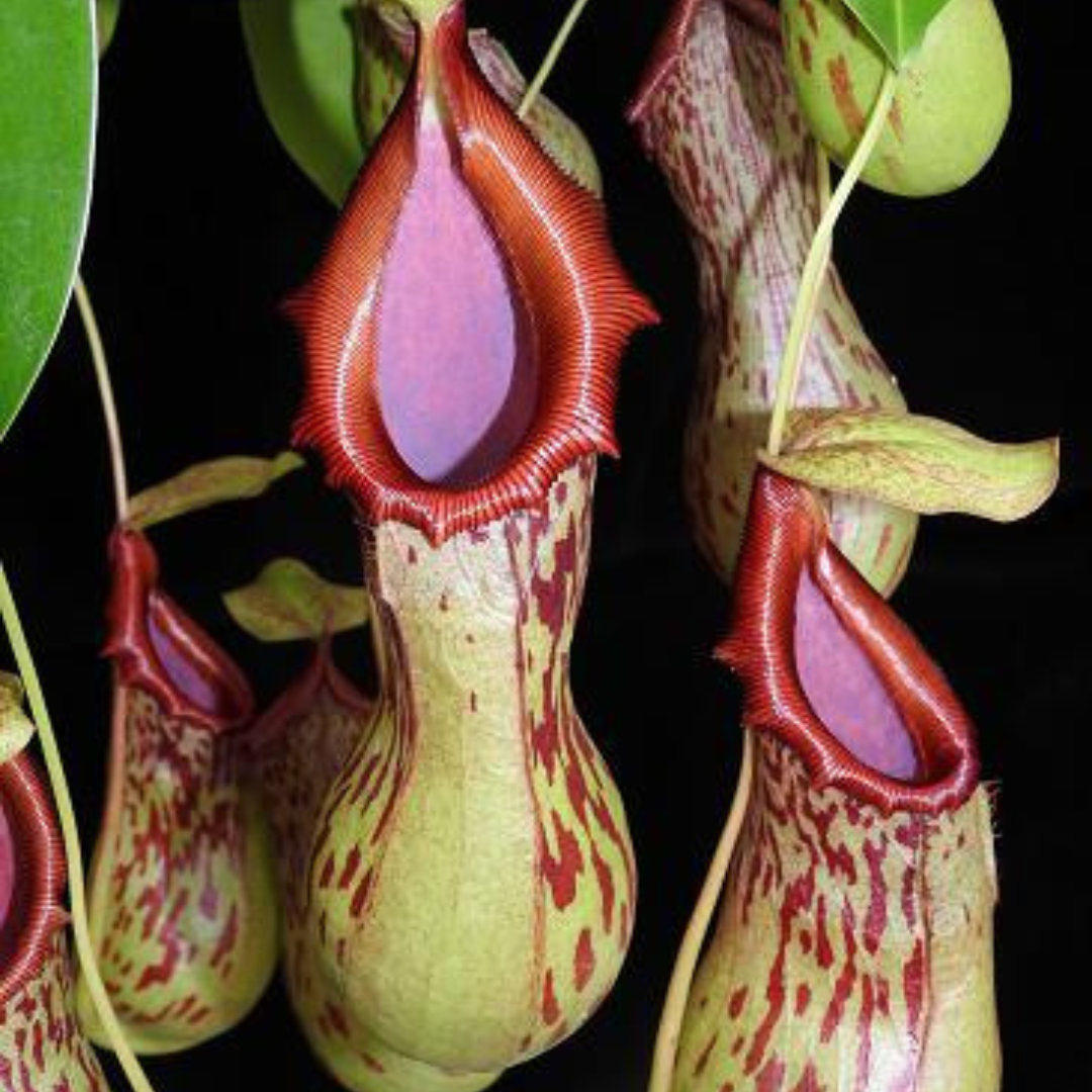 Nepenthes burkei