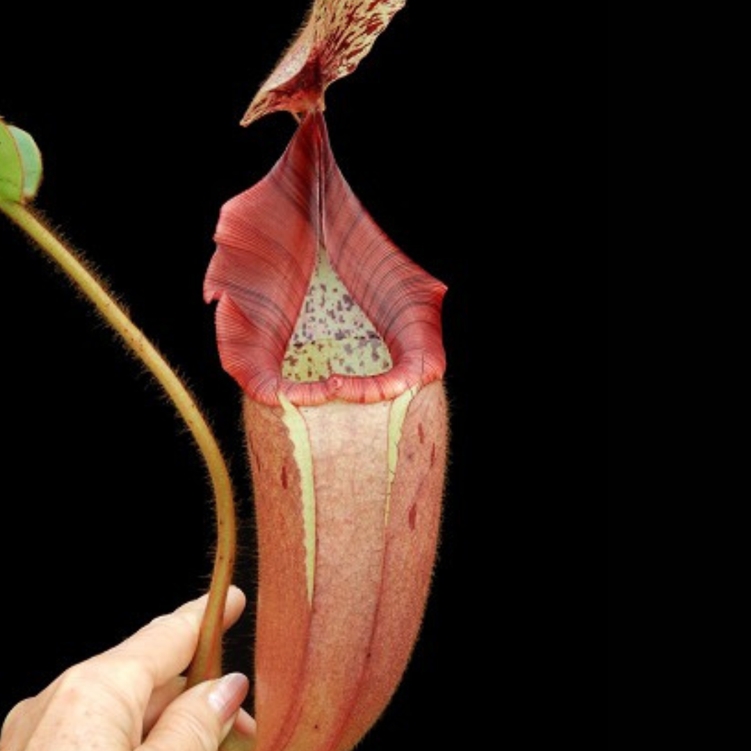 Nepenthes glandulifera x veitchii BE-3689