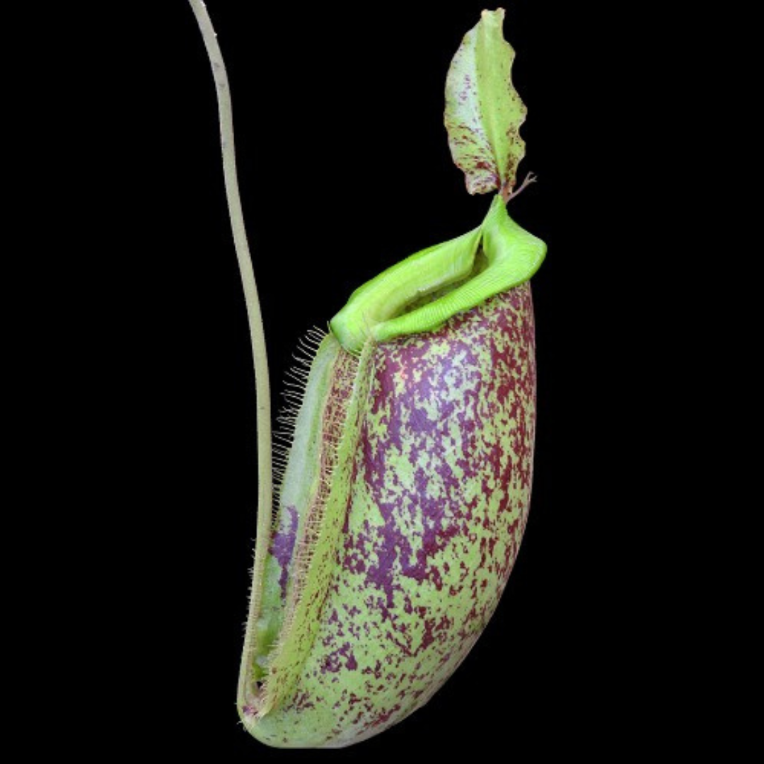 Nepenthes spathulata x ampullaria