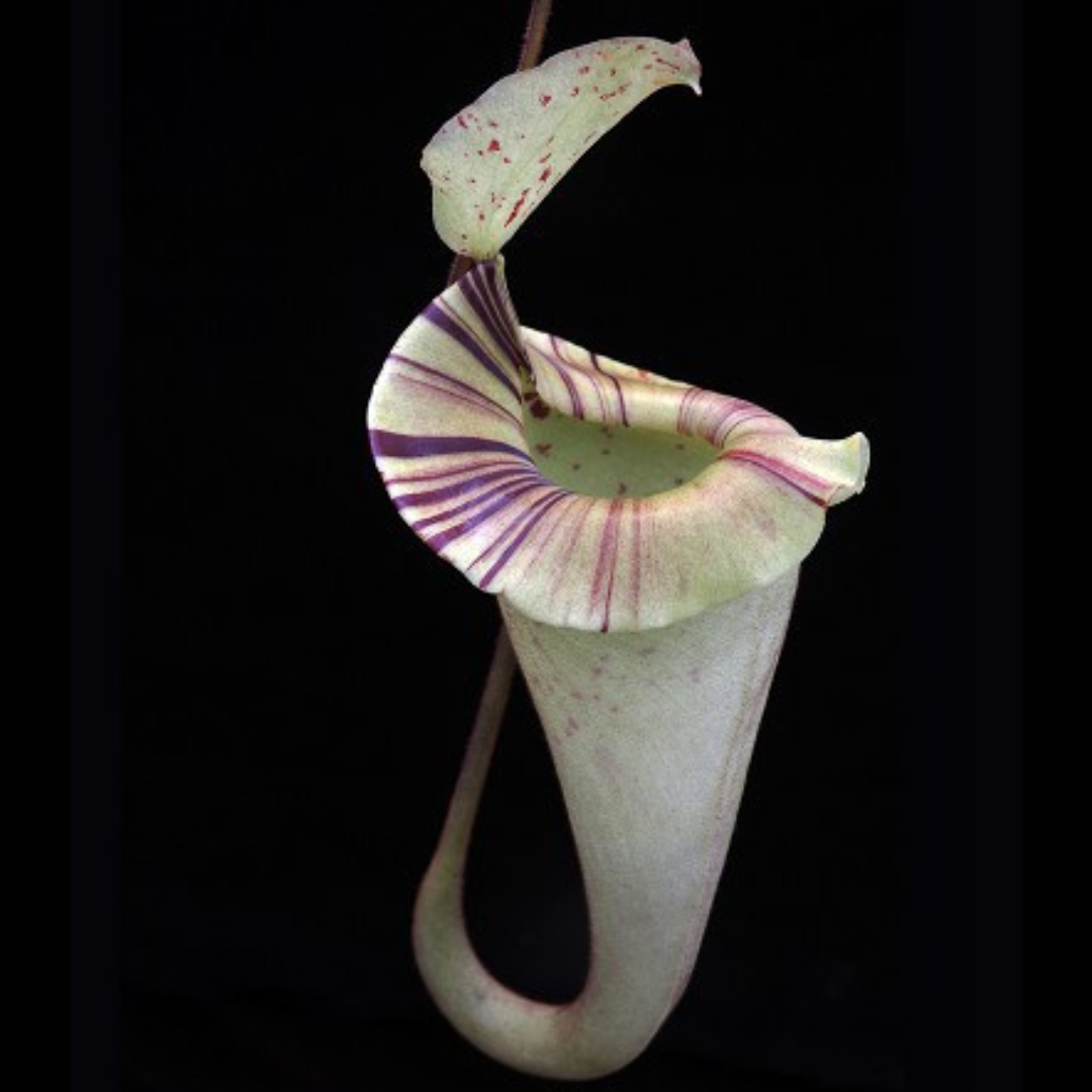 Nepenthes platychila BE-4065