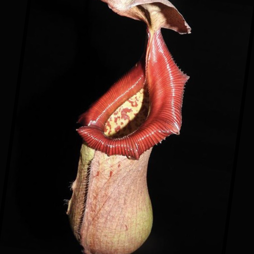 Nepenthes ventricosa x robcantleyi ‘Queen Malani’