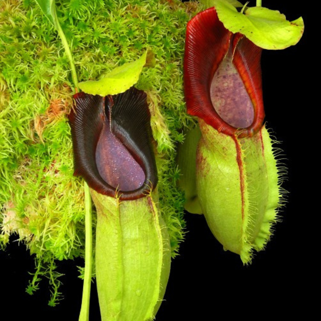 Nepenthes spathulata