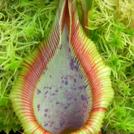 Nepenthes hamata x veitchii BE-4086