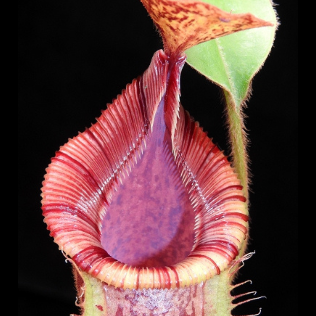 Nepenthes hamata x veitchii BE-3943