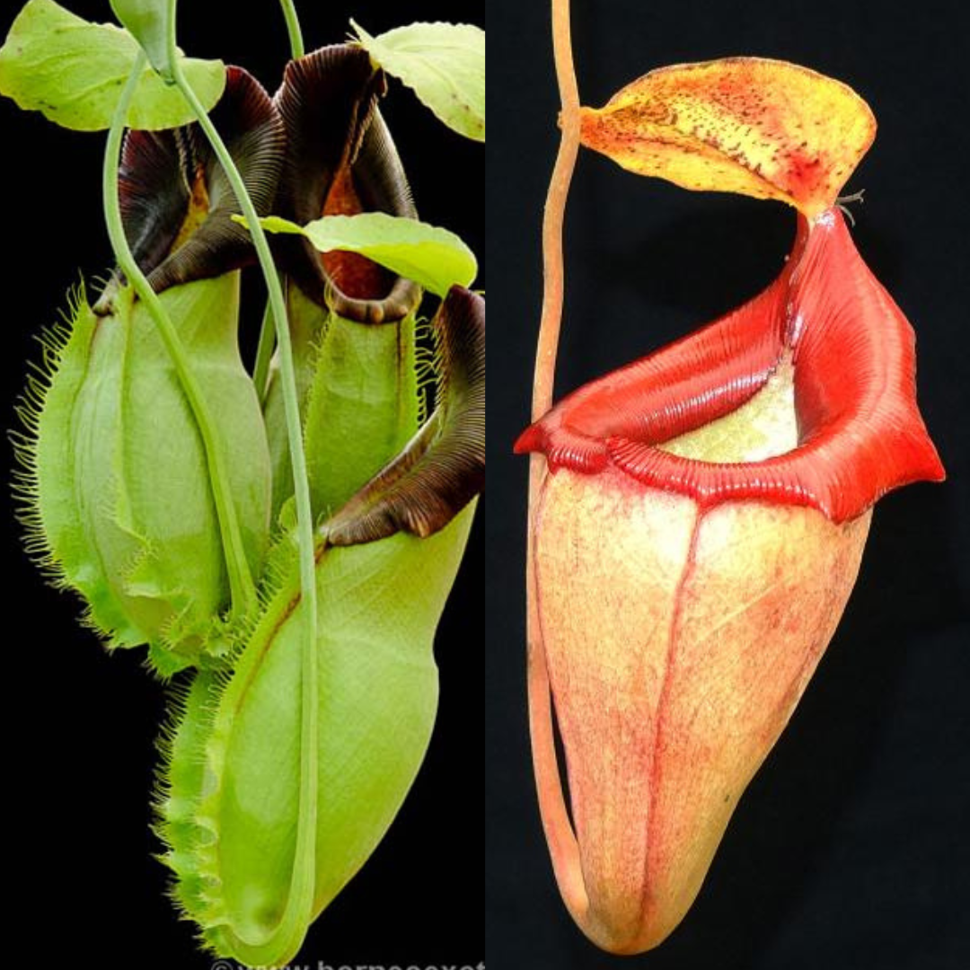 Nepenthes spathulata x flava BE-4048