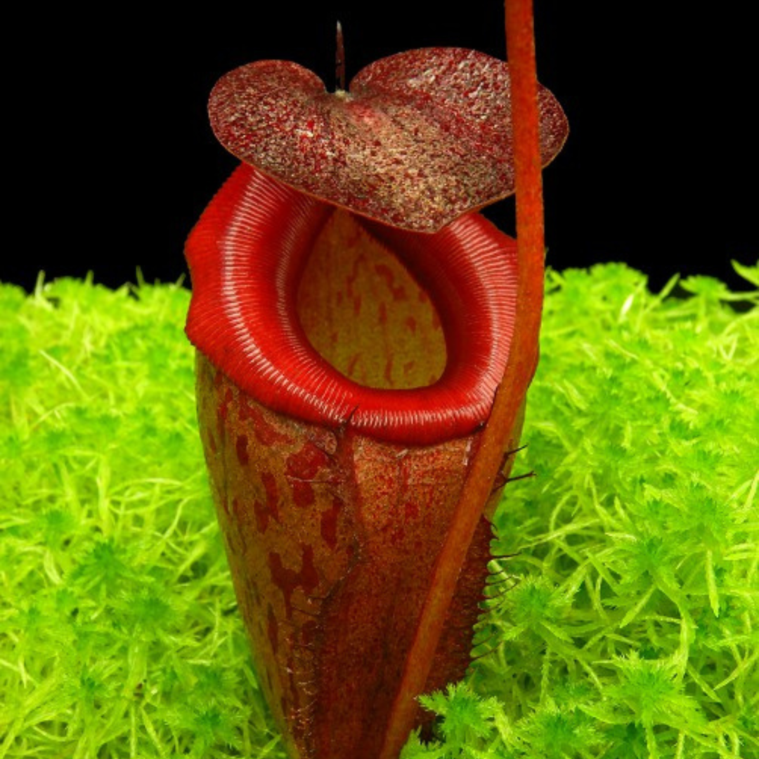 Nepenthes rajah x tenuis BE-4083