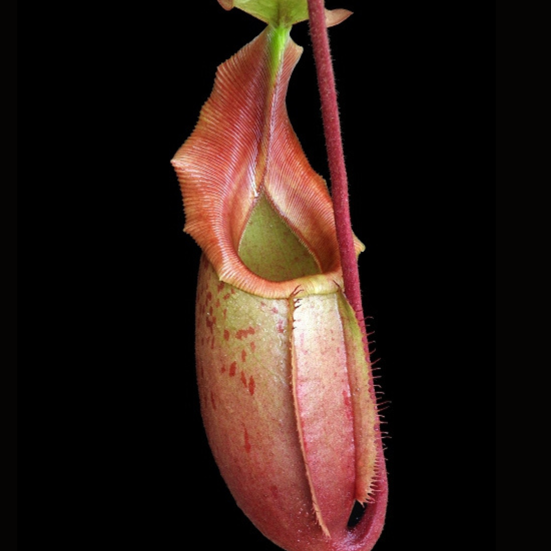 Nepenthes veitchii x mira BE-3696