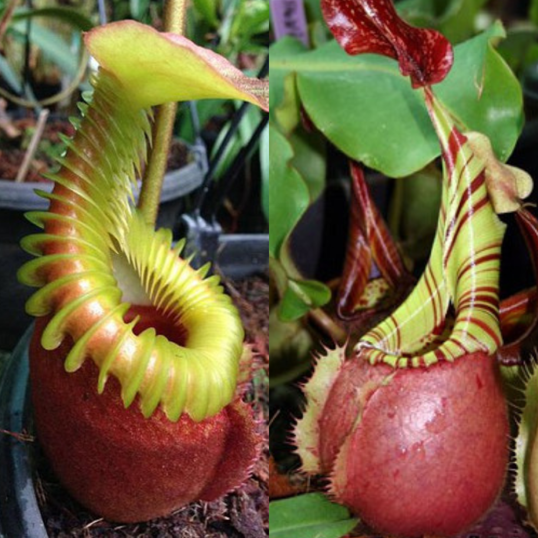 Nepenthes villosa x veitchii BE-4045