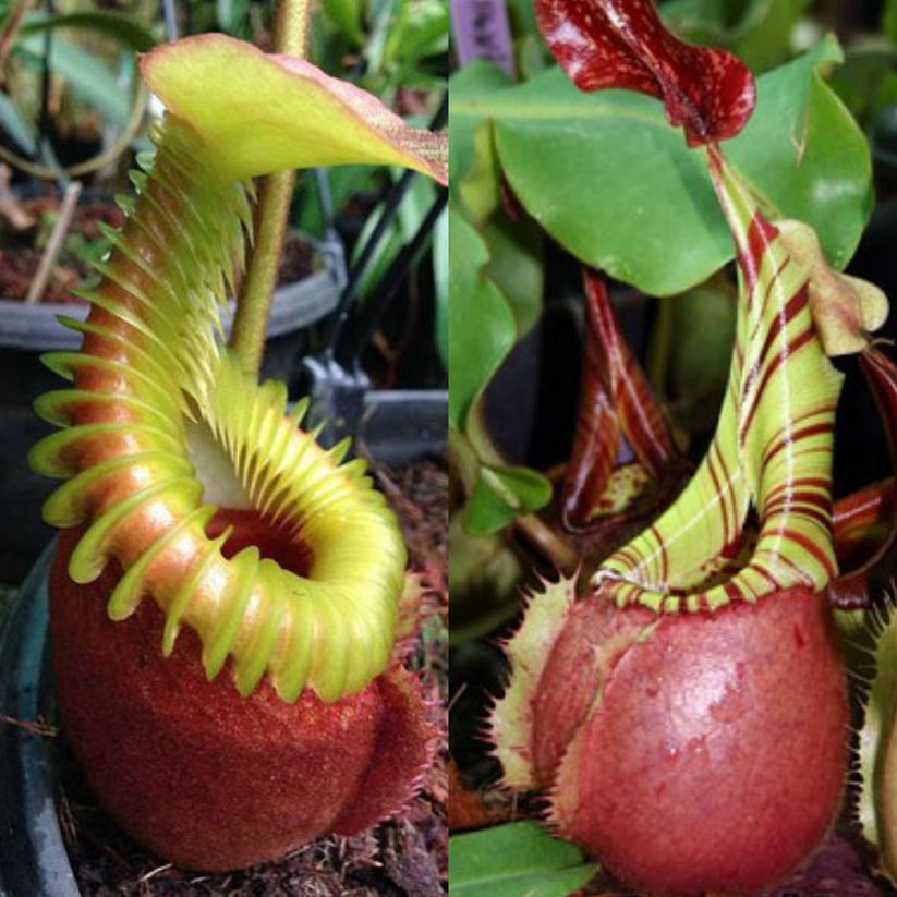 Nepenthes villosa x veitchii BE-4045 – Pitcher N' Moss