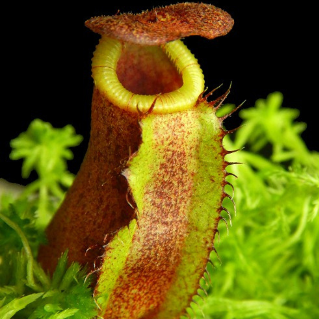 Nepenthes spectabilis x lowii BE-4524