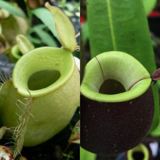 Nepenthes (viking x ampullaria Green) x (ampullraia Green x Black Miracle)