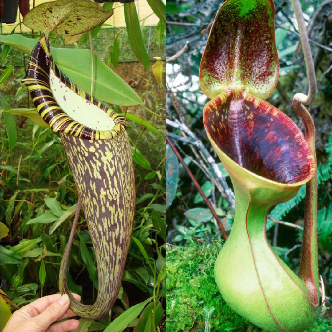 Nepenthes spectabilis x lowii BE-4524