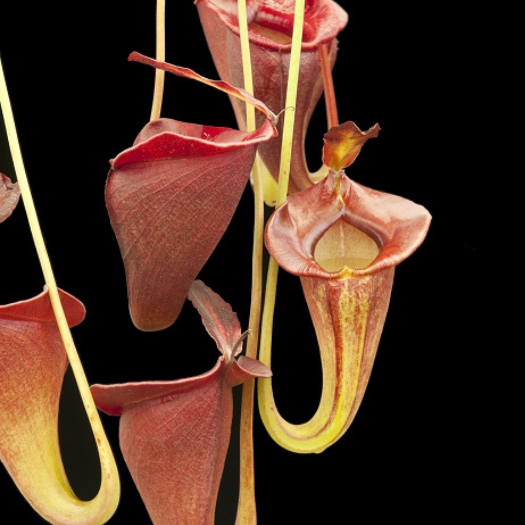 Nepenthes jacquelineae Seed-grown