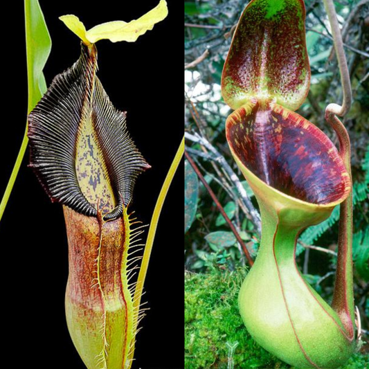 Nepenthes singalana x lowii BE-4080