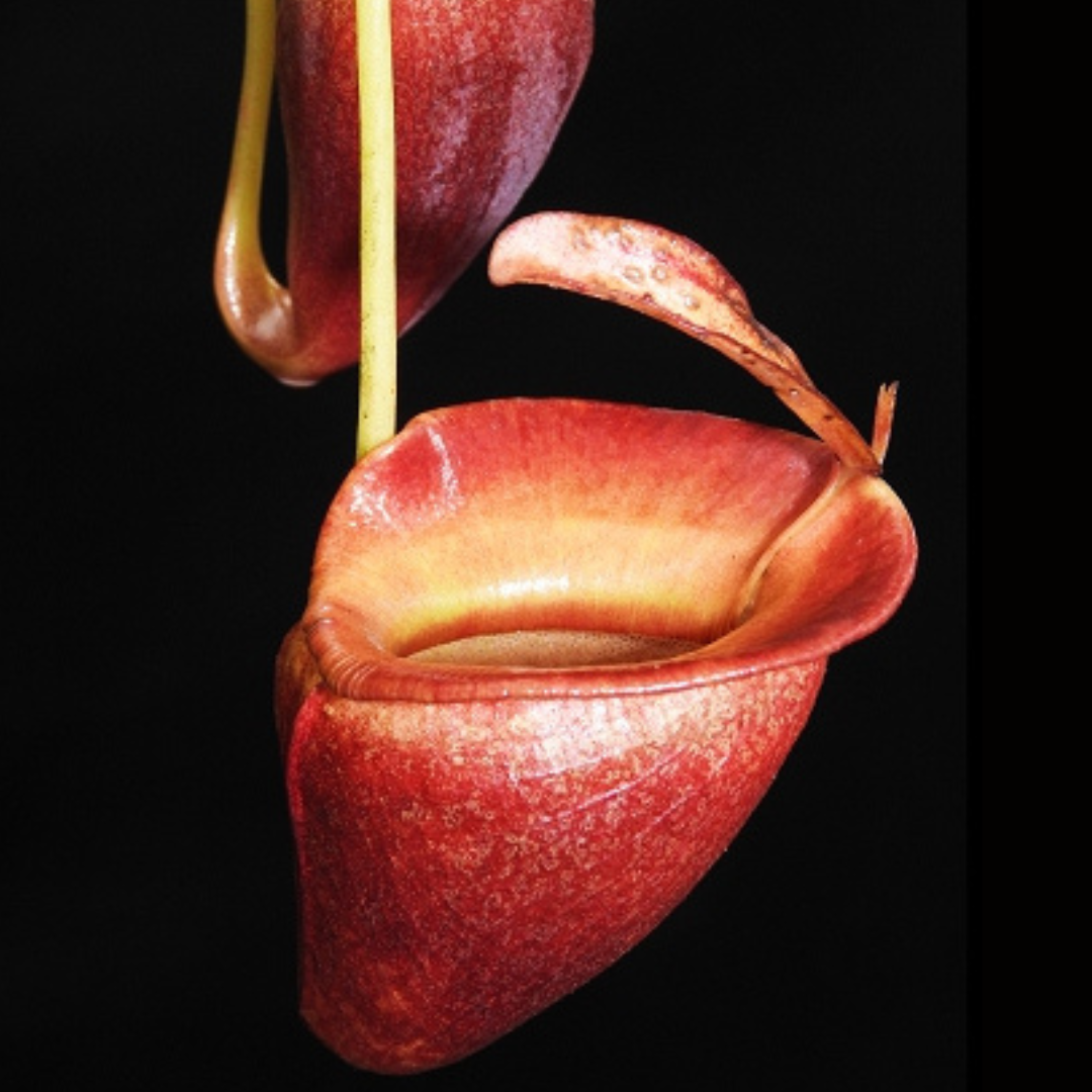 Nepenthes jacquelineae BE-3874