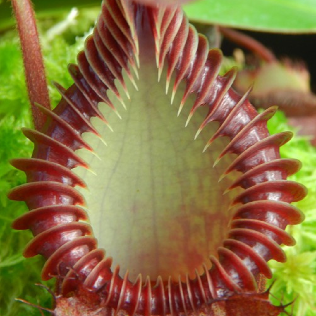 Nepenthes villosa x hamata BE-4099