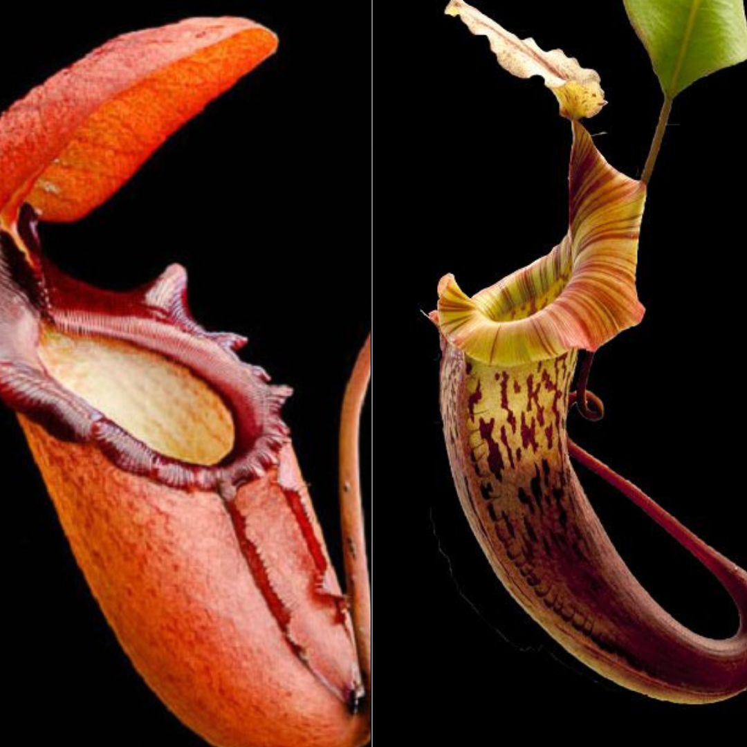 Nepenthes rajah x (veitchii x platychila) BE-4017