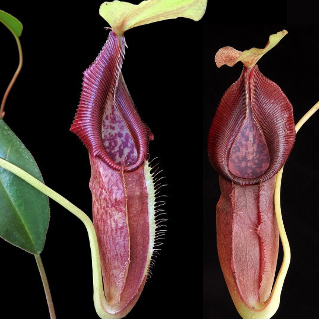 Nepenthes singalana x ovata BE-3882