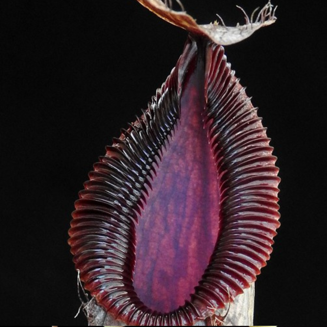 Nepenthes burkei x hamata BE-3747