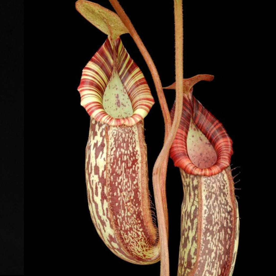 Nepenthes spectabilis x bongso  BE-3991