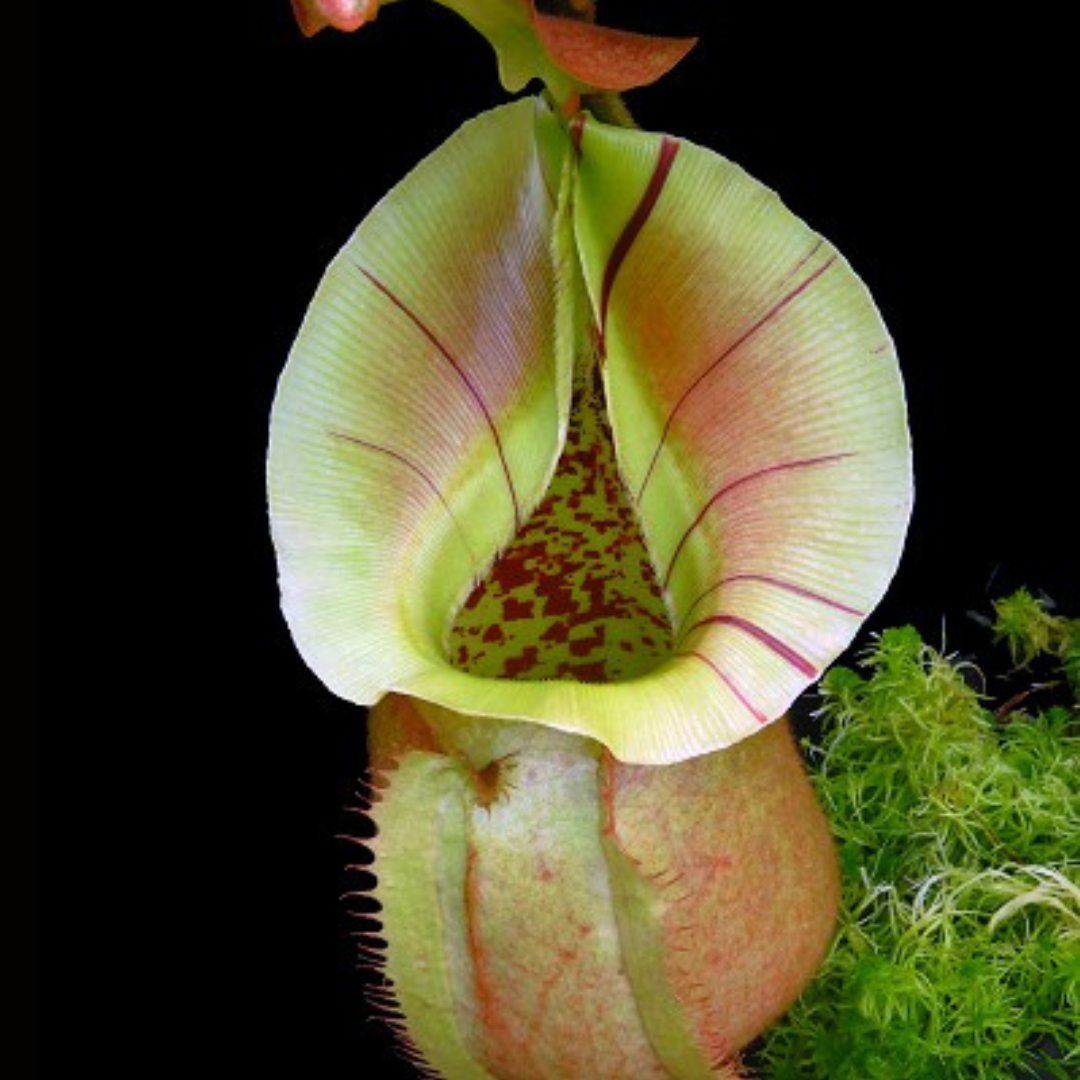 Nepenthes robcantleyi x veitchii BE-3933