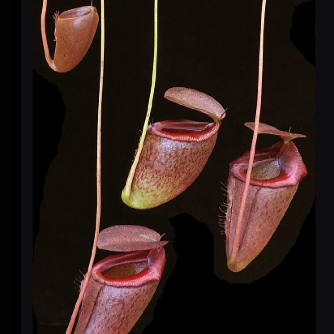 Nepenthes rajah x tenuis BE-4083