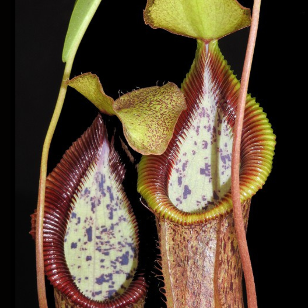 Nepenthes singalana x hamata BE-3955