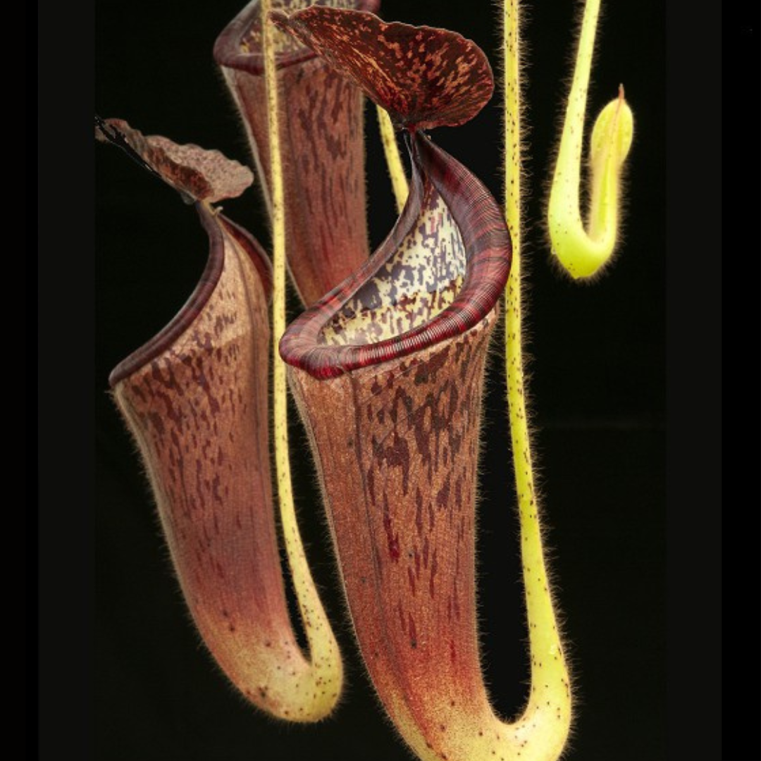 Nepenthes glandulifera BE-3766