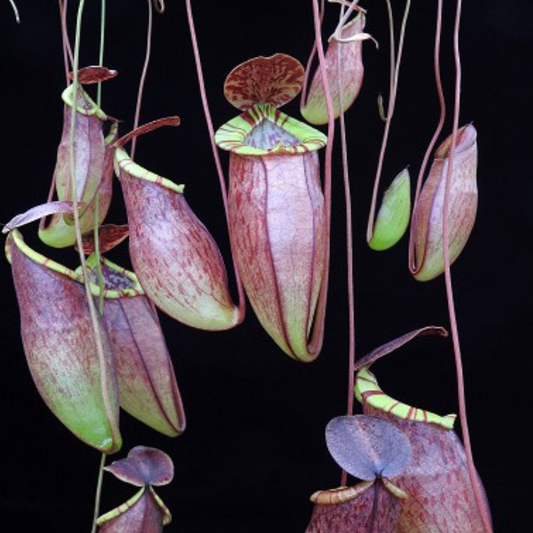 Nepenthes eustachya x tenuis BE-3971