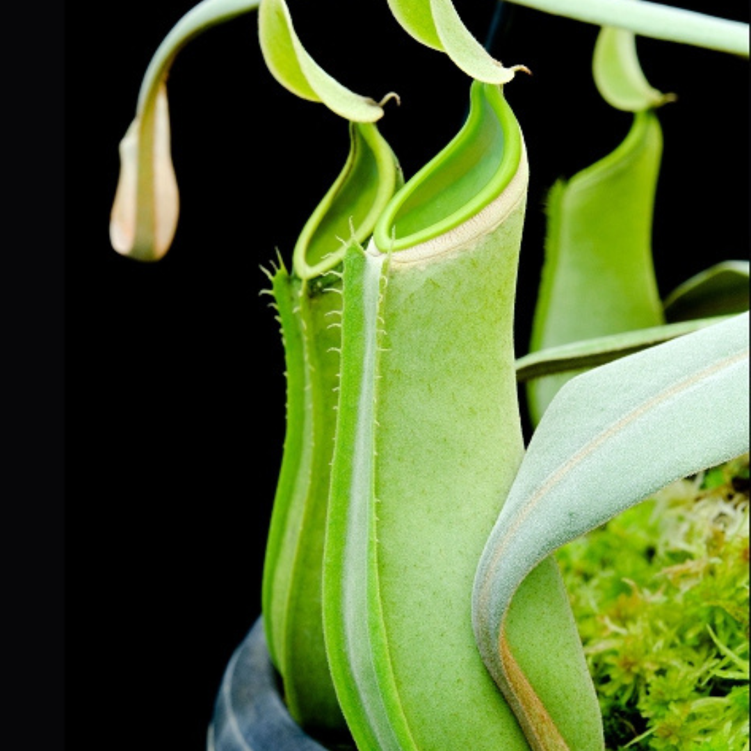 Nepenthes albomarginata Green