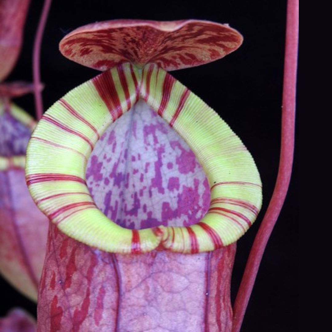 Nepenthes eustachya x tenuis BE-3971