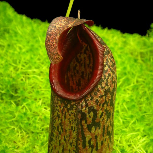 Nepenthes aristolochioides x burkei BE-3832