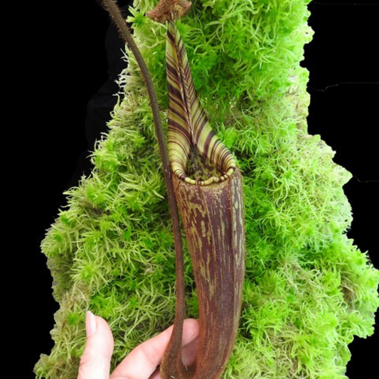 Nepenthes mollis BE-3921