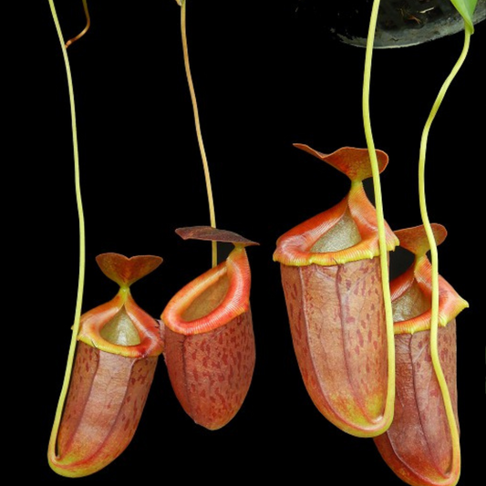 Nepenthes burkei x tenuis BE-4535