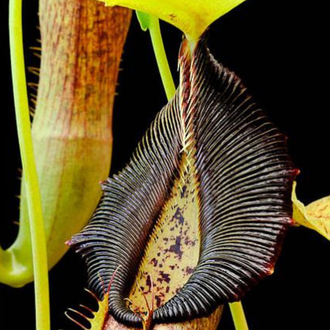 Nepenthes singalana BE-3170