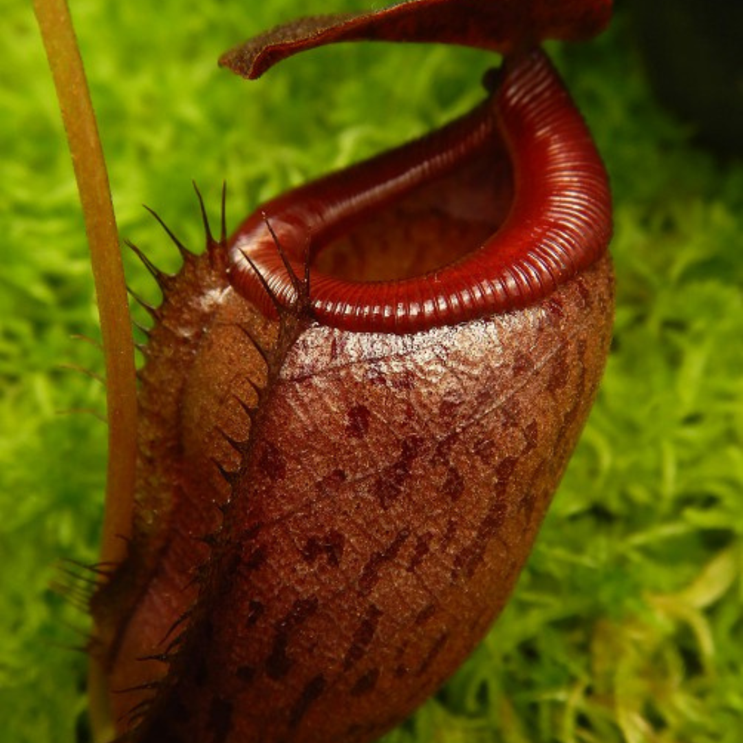 Nepenthes mira x tenuis BE-4070